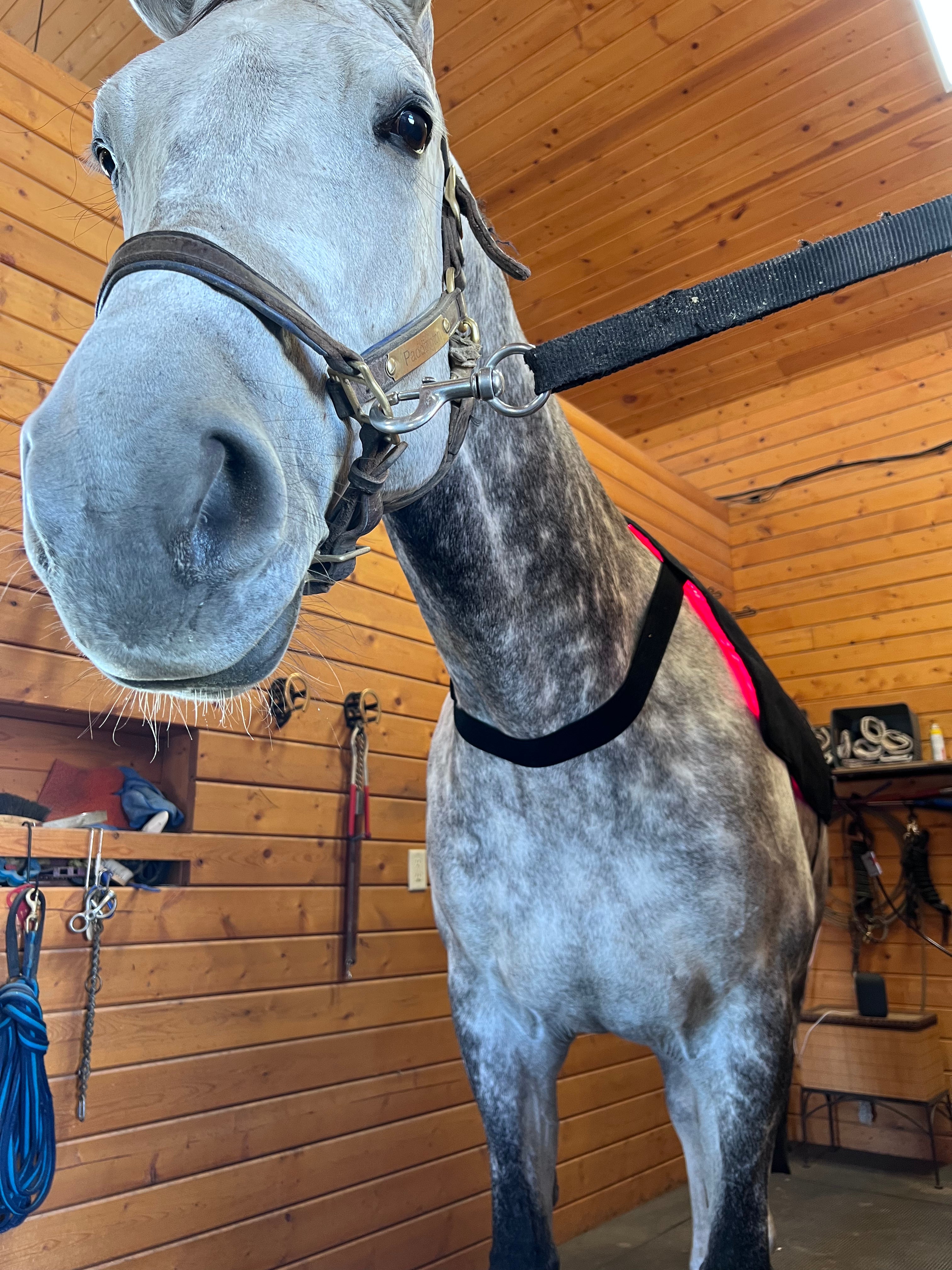 Sisu EquiLight Pro – Red Light Therapy Blanket for Horses