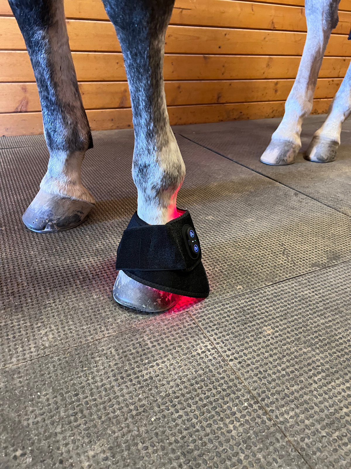 Sisu EquiFlex Pad – 660nm & 850nm Red Light Therapy for Horses